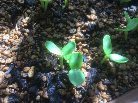 ～花空間　ボンヌ・ジュルネ(Bonne Journee)⑥